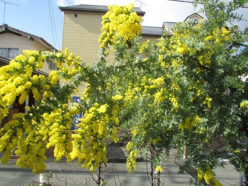 f0139520_10035588.jpg