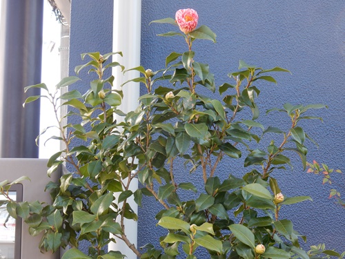 e0033229_17112588.jpg