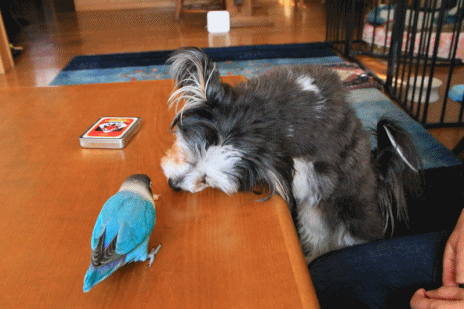 c0145250_09540686.gif