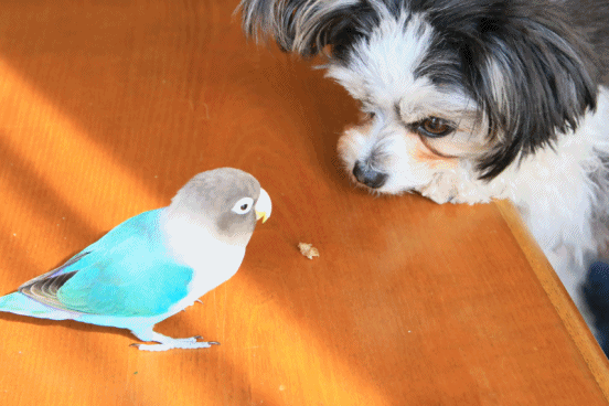 c0145250_09542885.gif
