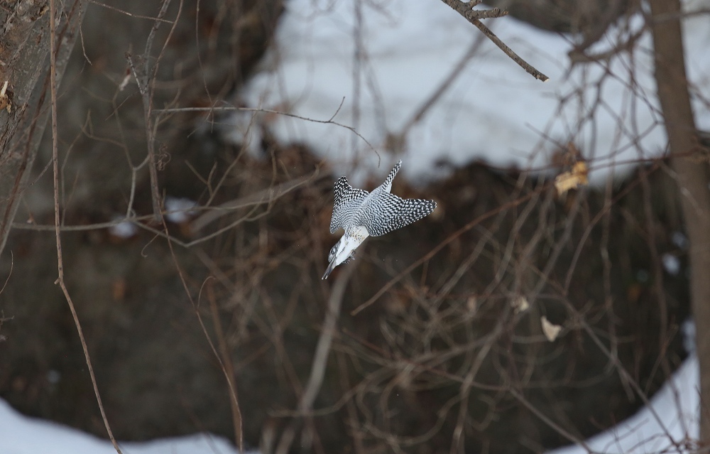 f0347565_20142012.jpg