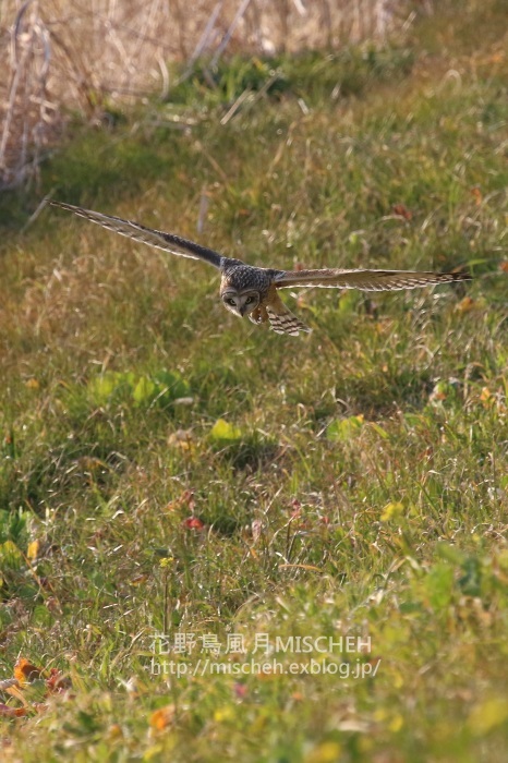 a0323488_21253161.jpg