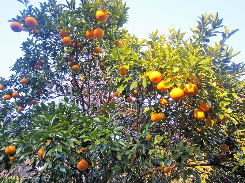 a0170390_20060166.jpg