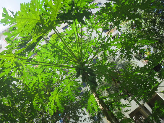 c0212604_681980.jpg