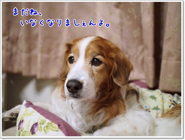 d0013149_23142747.jpg