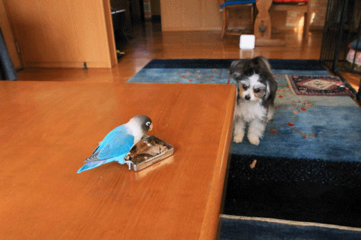 c0145250_10255532.gif