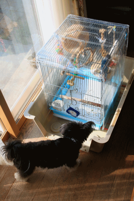 c0145250_10260387.gif