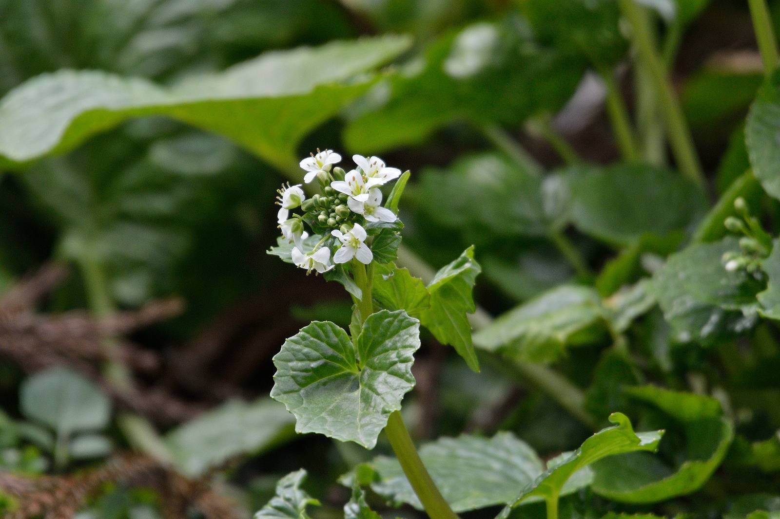 d0328977_10334610.jpg
