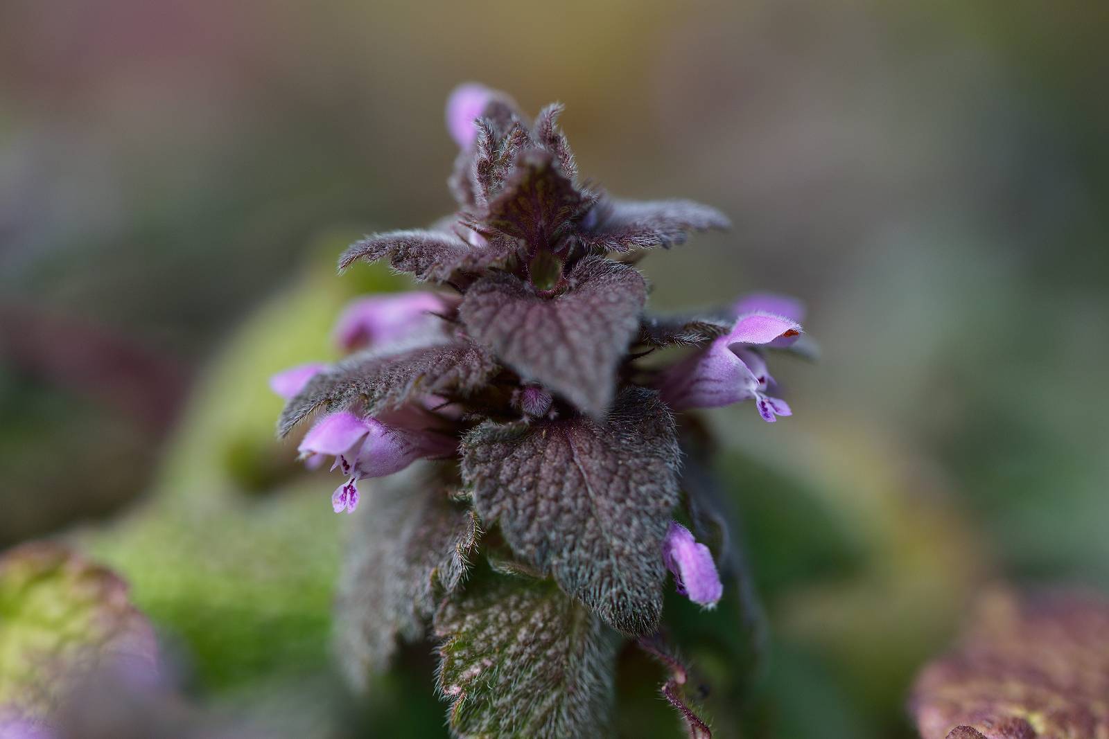 d0328977_10343477.jpg