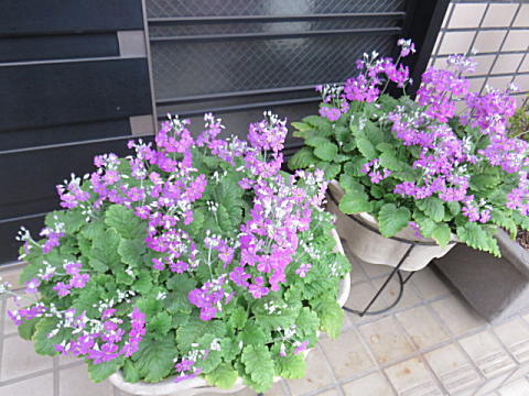 d0046702_14085366.jpg
