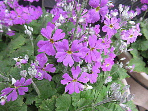 d0046702_14091531.jpg