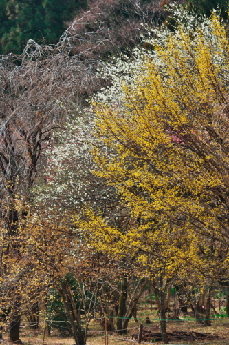 a0263109_19464906.jpg