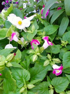 c0074721_15014623.jpg