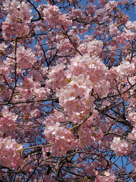 a0001354_22363108.gif