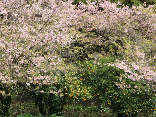 f0345263_00501669.jpg