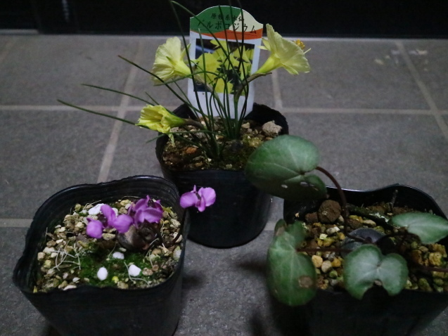 f0345263_21391825.jpg