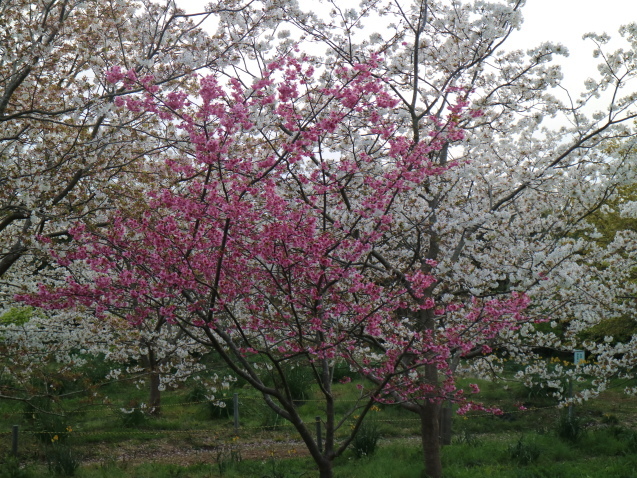 f0345263_22471408.jpg
