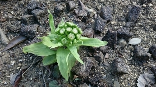 c0100865_19313768.jpg