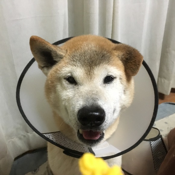 c0123890_21151048.jpeg