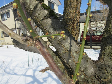 a0203003_175556.jpg