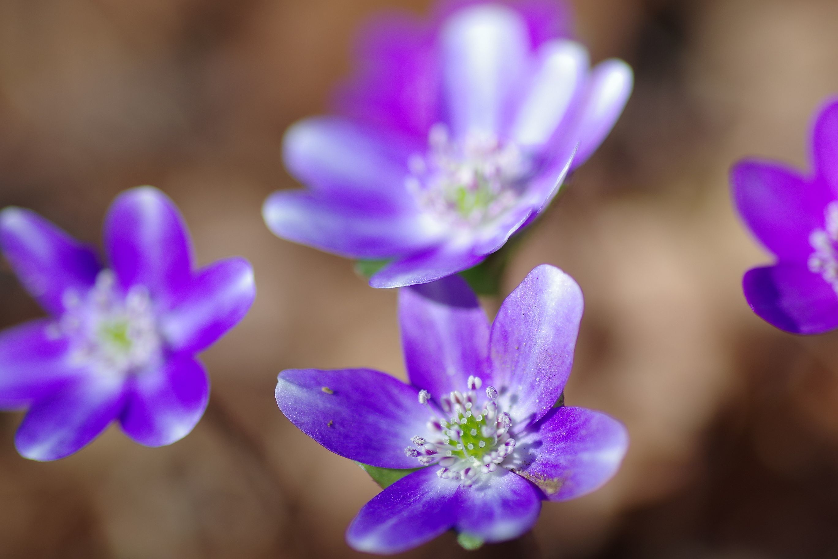 春、地表には小さな花が咲く地球 - 浮世如夢