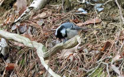 e0001110_20361388.jpg