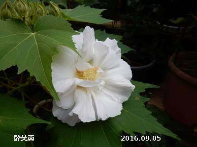 e0033229_1831409.jpg