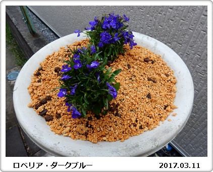 e0033229_18351852.jpg