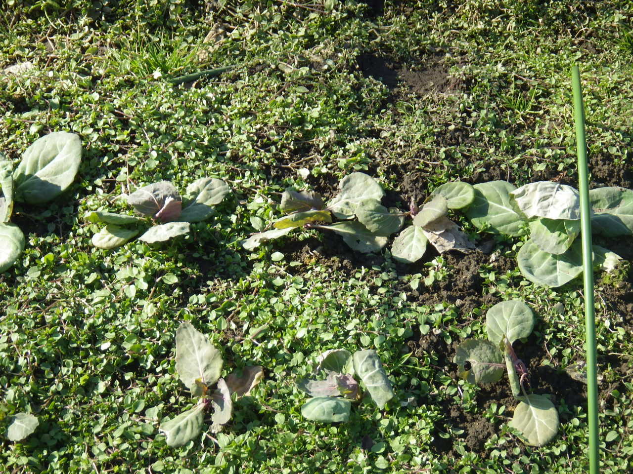 c0300035_16240765.jpg