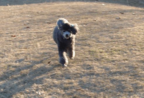 c0136736_10421248.gif