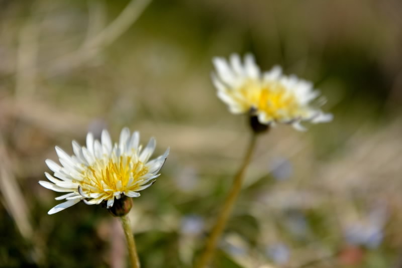 e0056537_15444865.jpg