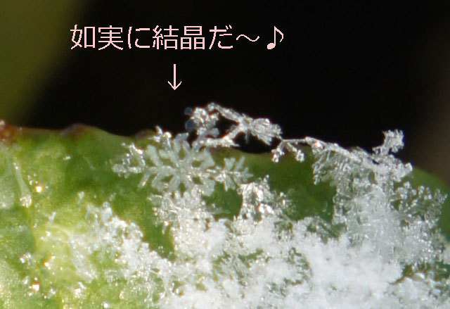 f0368538_10485360.jpg