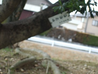 f0017848_18242752.jpg
