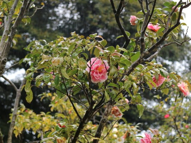 f0345263_23045014.jpg