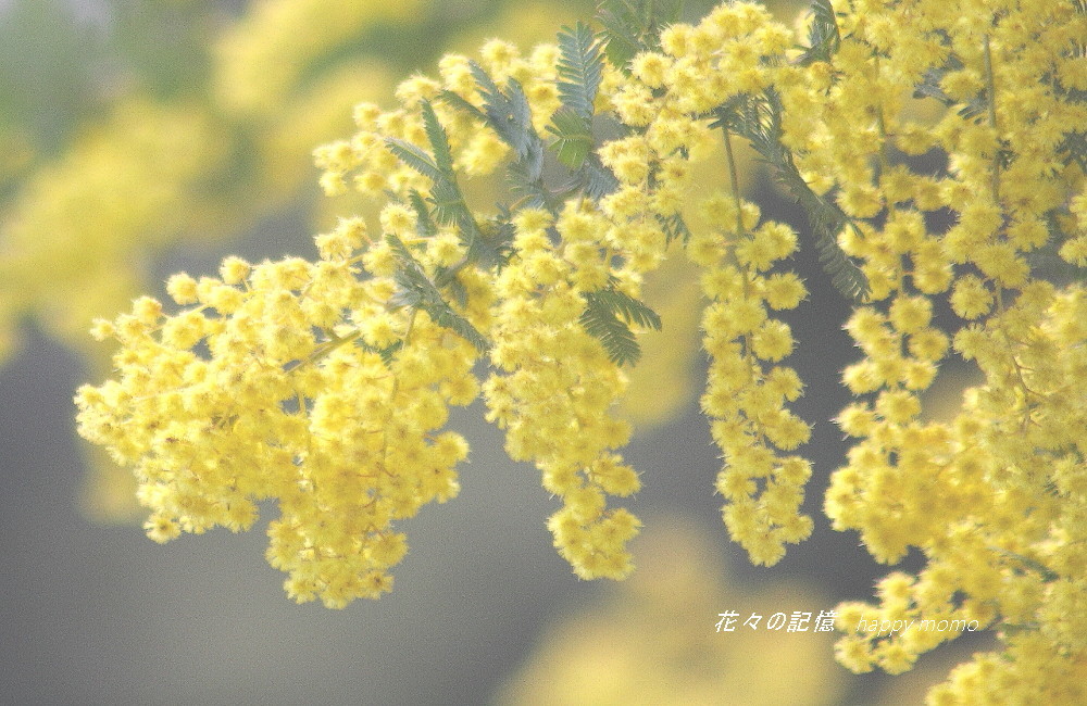 c0357781_17472639.jpg