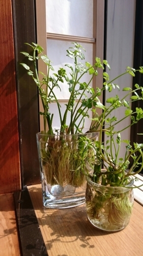 b0144891_15403199.jpg