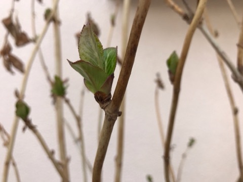 e0181901_20371841.jpg