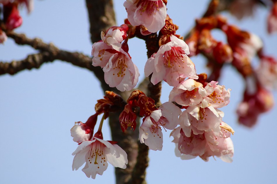 早咲き桜のデジブックを公開しました。 - 写真撮り隊の今日の一枚２