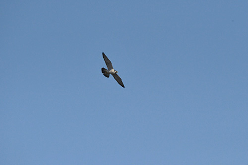 a0278809_09451705.jpg