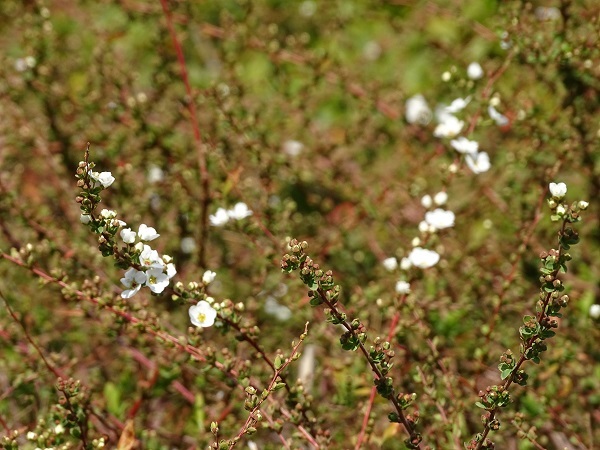 e0360409_18532176.jpg