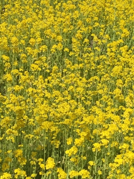 b0022138_21312093.jpg