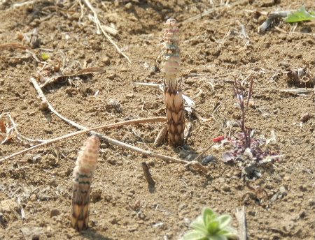 e0172950_20145564.jpg