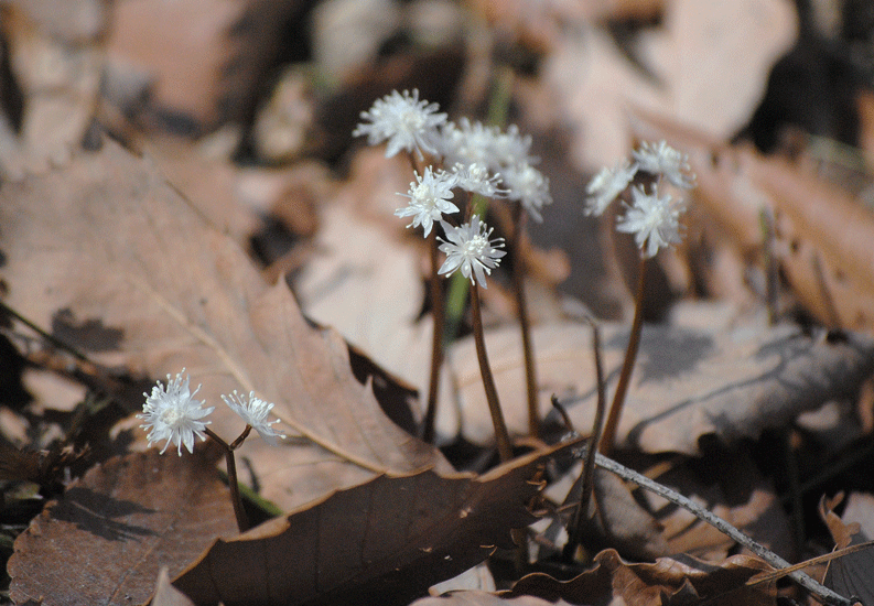 a0001354_22452188.gif