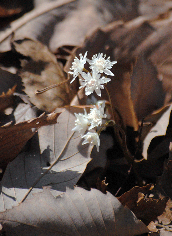 a0001354_22473113.gif