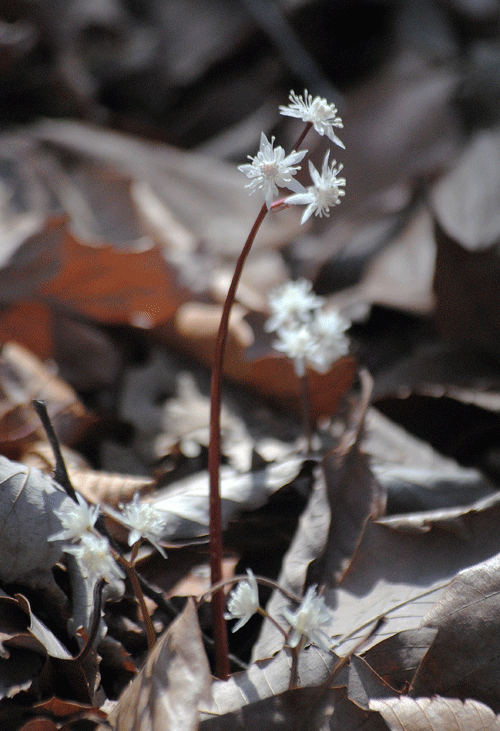 a0001354_22474715.gif