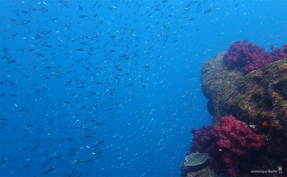 e0158261_6295943.jpg
