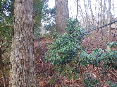 f0193521_4572139.jpg