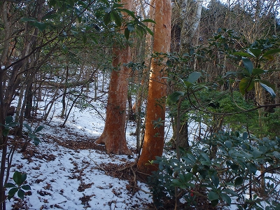 f0193521_5115469.jpg