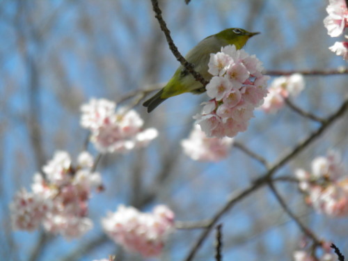 c0338136_11430434.jpg