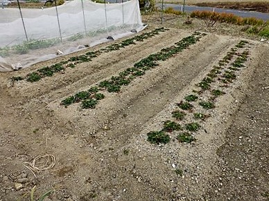 f0089748_20384191.jpg